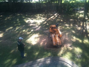 Tree removal guys were finally able...
